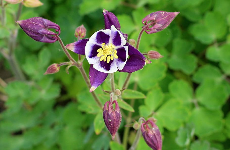 purple and white columbine flower in close-up photography, orlik HD wallpaper