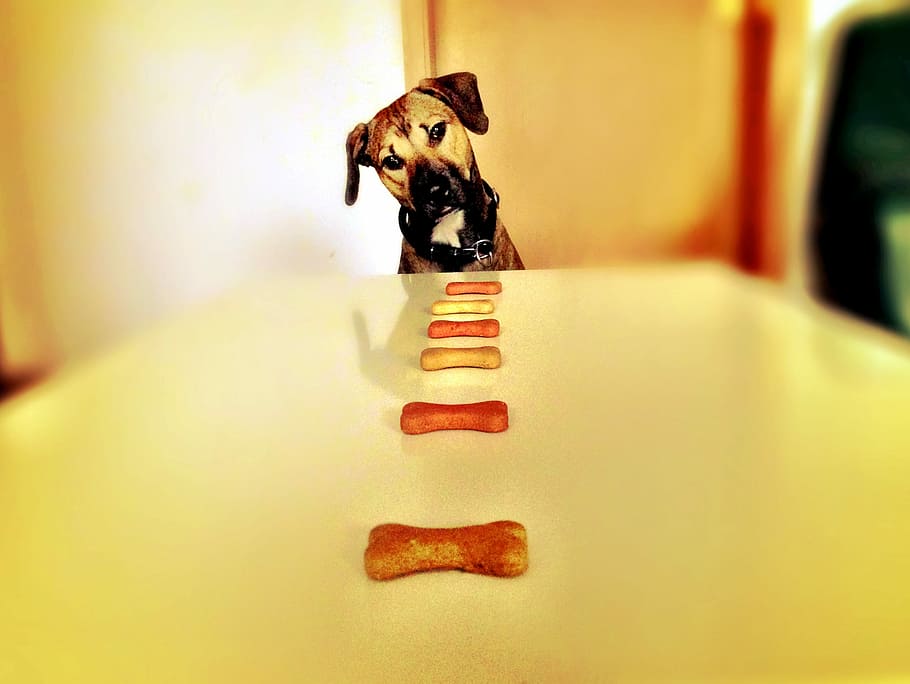 focus photography of tan dog on table, bone, hunger, eat, treat HD wallpaper