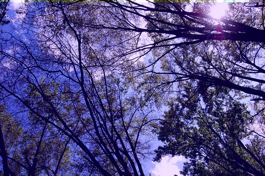 trees, sun, tree blanket, sunny, day, landscape, plant, low angle view HD wallpaper