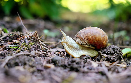 brown snail on black soil, mollusk, shell, nature, animal wildlife HD wallpaper