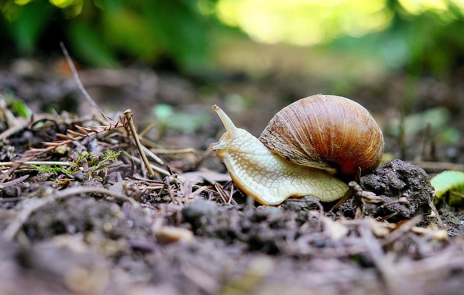brown snail on black soil, mollusk, shell, nature, animal wildlife HD wallpaper