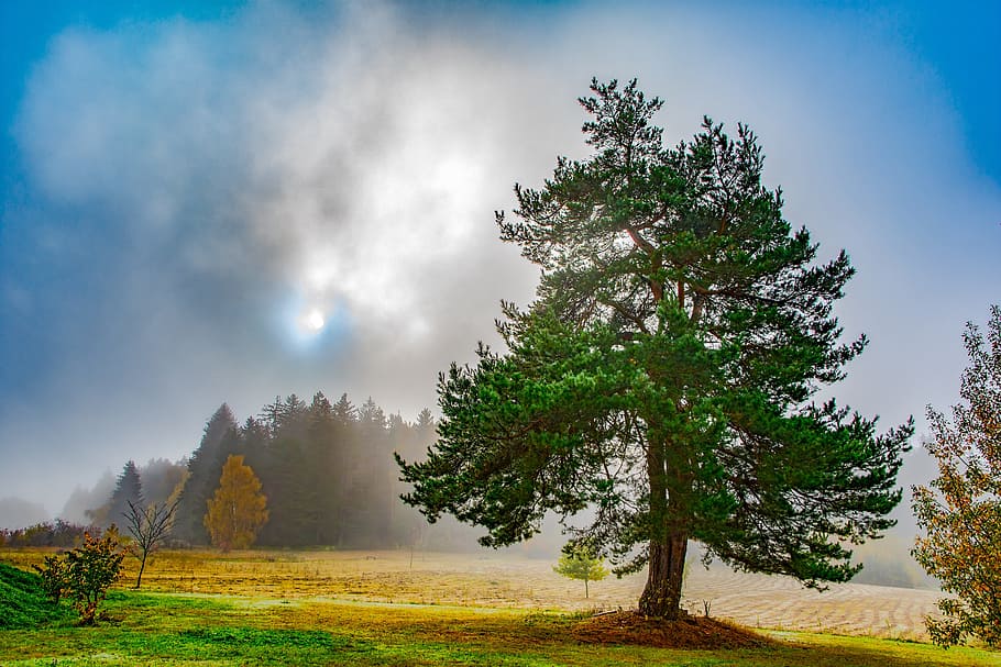 tree, forest, fog, sunlight, autumn, nature, bill, sky, autumn colours HD wallpaper
