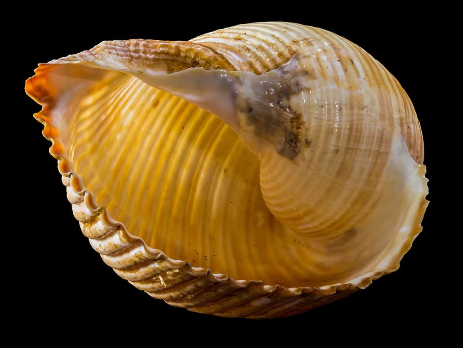 brown seashell, snail shell, black background, studio shot HD wallpaper