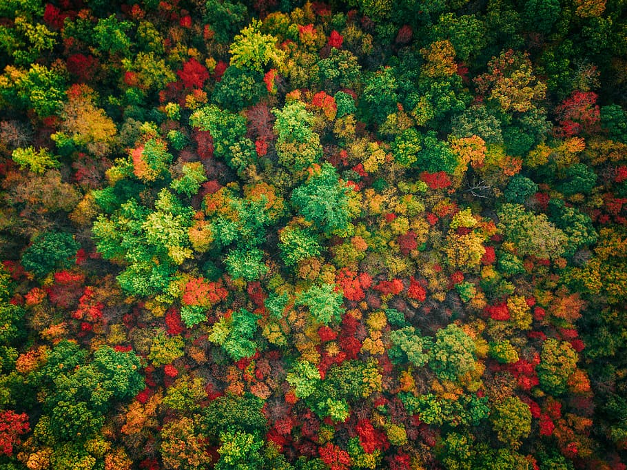 COLORFALL, aerial photography of assorted-color leaf trees, drone view HD wallpaper