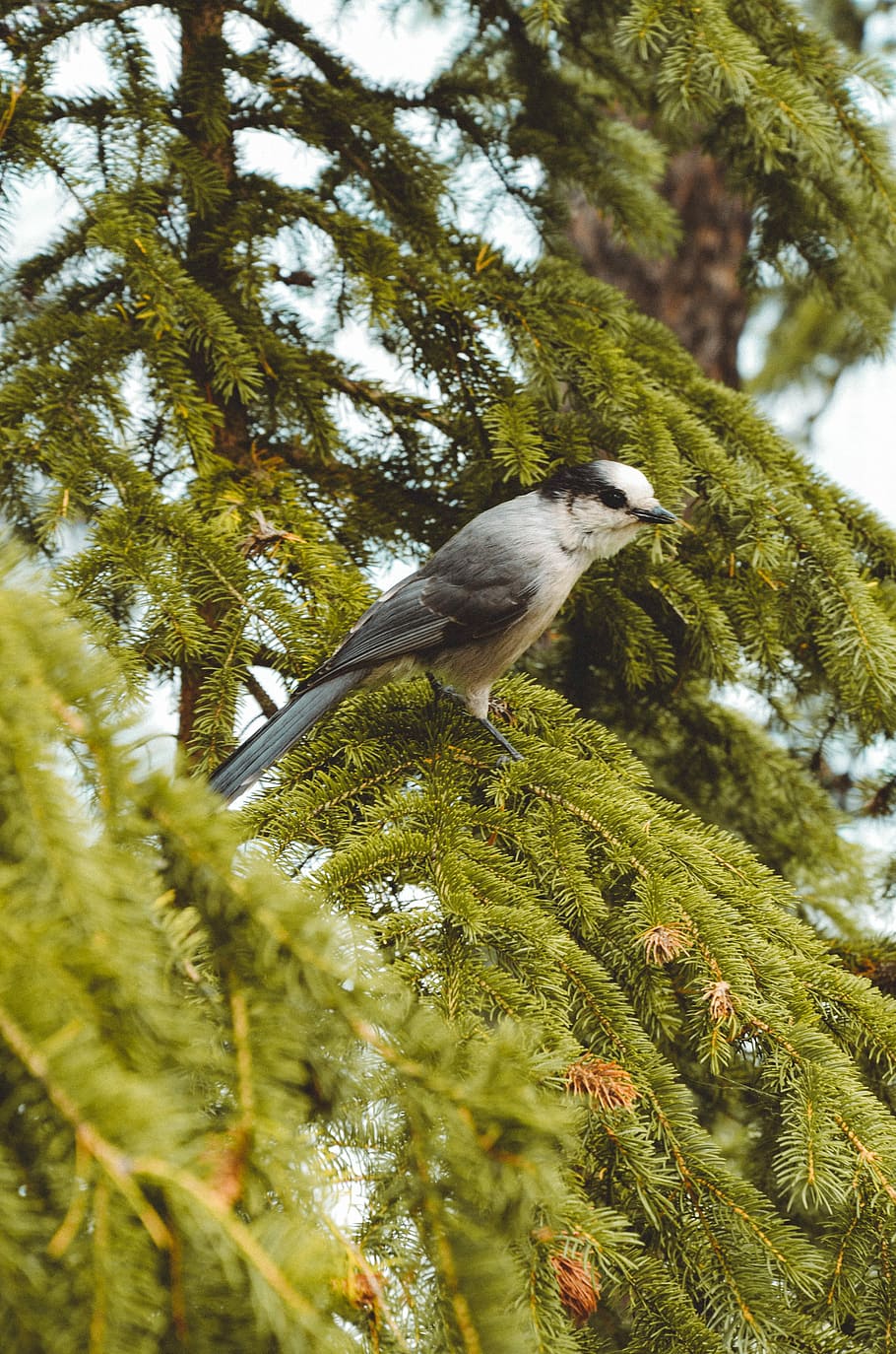 white and black bird on tree during daytime, shallow focus photography of white bird on green tree HD wallpaper