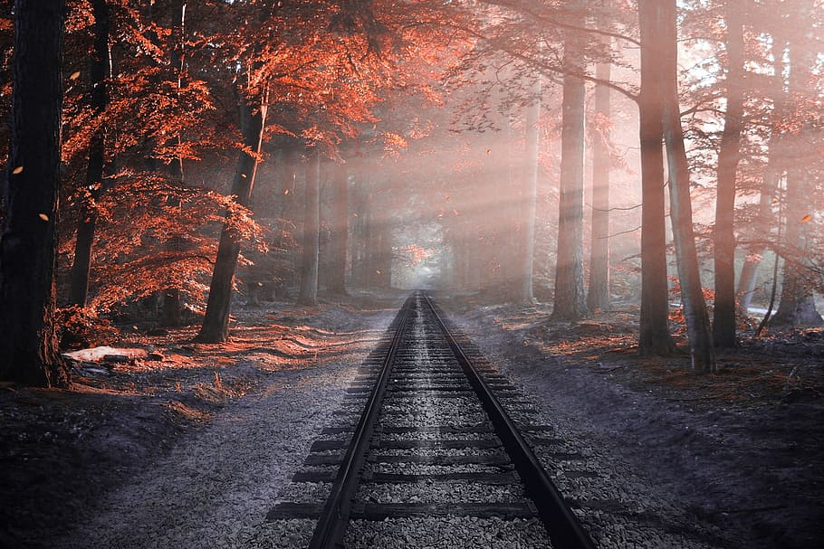 brown metal train railway surrounded by trees, forest, sleepers HD wallpaper