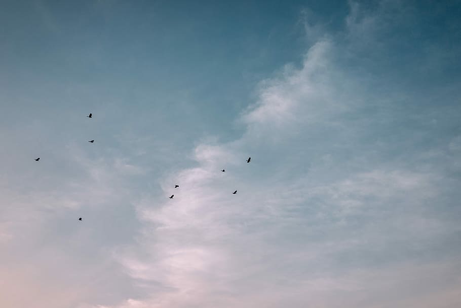 HD wallpaper: flock of birds flying over the clouds, flock of birds on ...