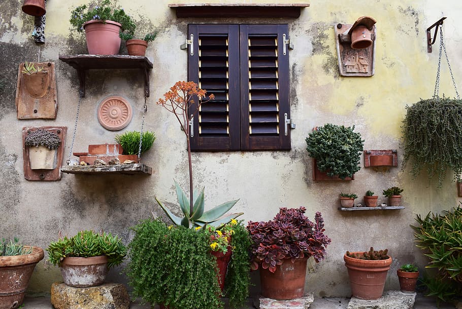 photo of wall with variety of plants, green leafed plants mounted on wall HD wallpaper