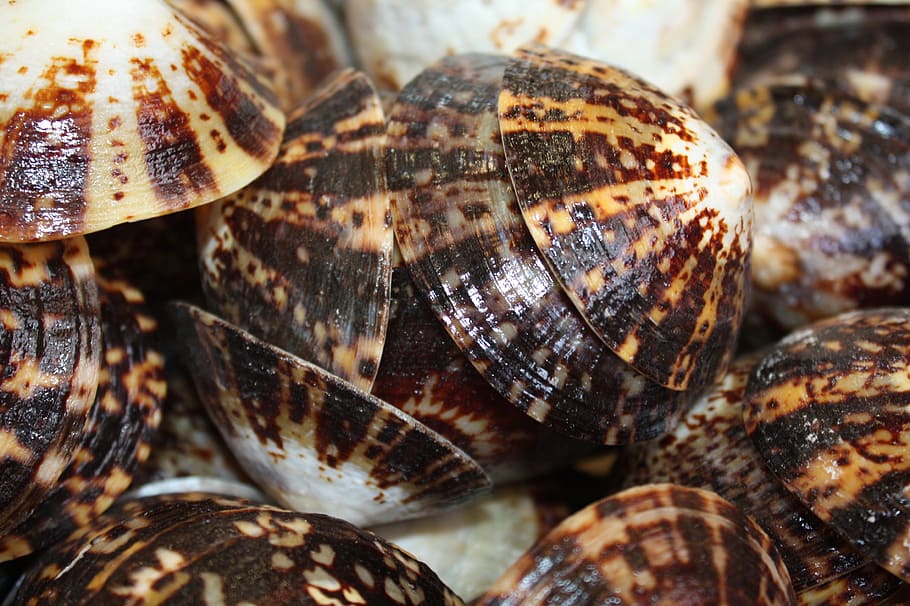 mussels, decoration, maritime, decorative, animal, shell, animal wildlife HD wallpaper