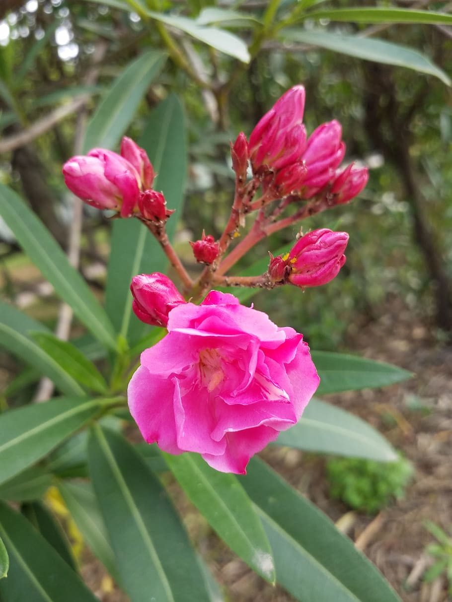 flower, flowers, flowering plant, pink color, beauty in nature HD wallpaper