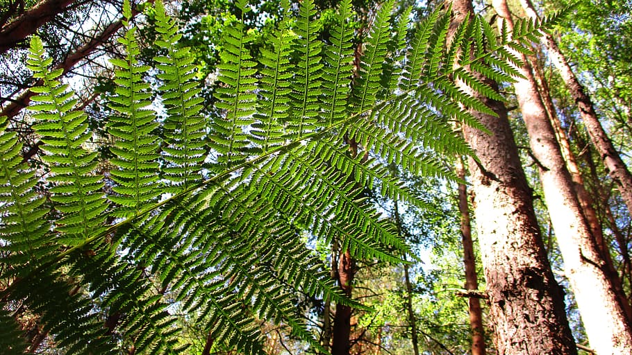 fern, forest, tree, land, shearling, thicket, grass, clover HD wallpaper