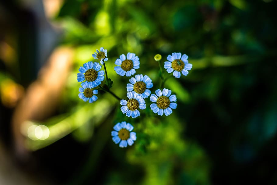 Flower, Nature, Macro, Summer, blue, fragility, close-up, day HD wallpaper