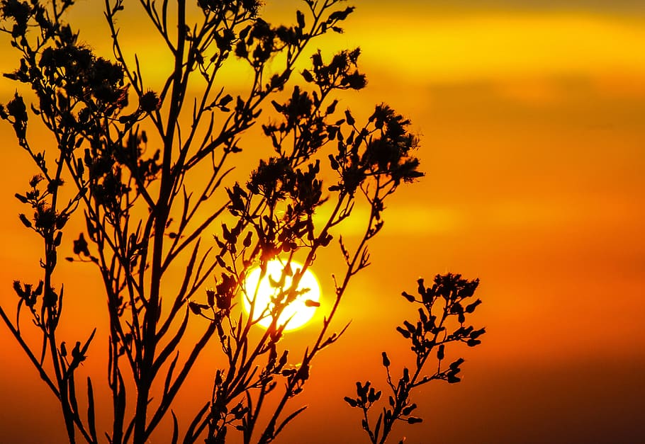 trees during golden hour, sunset, sky, glow, orange, dusk, twilight HD wallpaper
