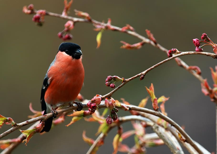 American robin bird on plant branch, feathers, beak, plumage, HD wallpaper