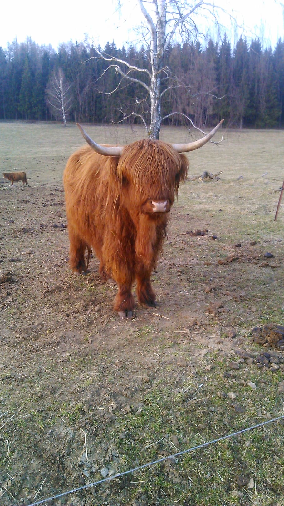 fringe, bison, horn, mammal, animal themes, land, highland cattle HD wallpaper