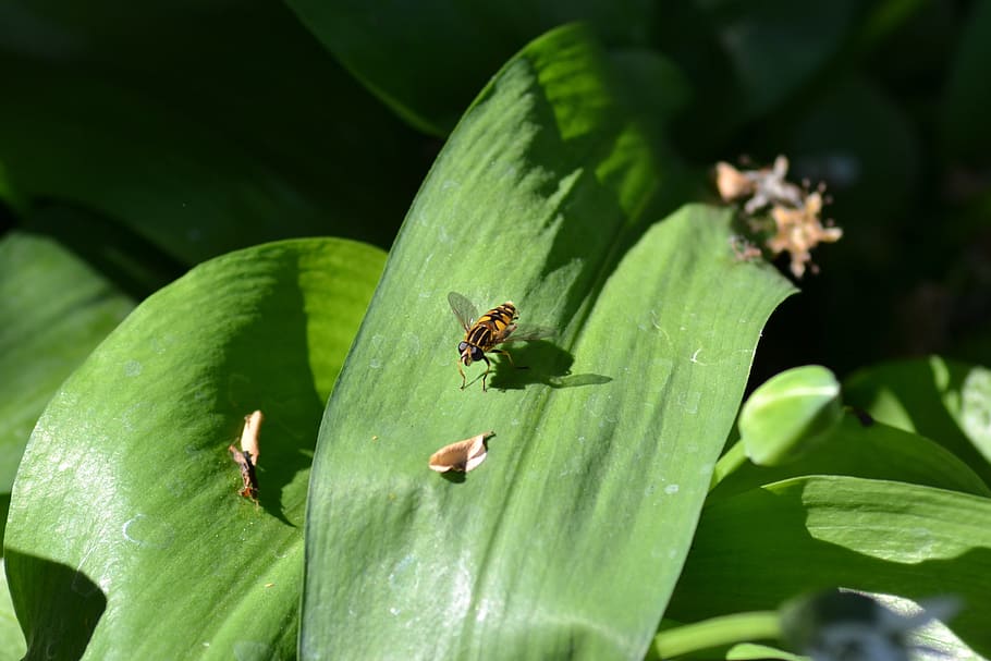Hover Fly, Leaf, Wild, Close-Up, Nature, plant, insect, animal HD wallpaper