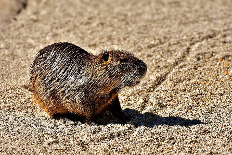 Nutria, Water Rat, splashing, animal world, nature, fur, rodent HD wallpaper