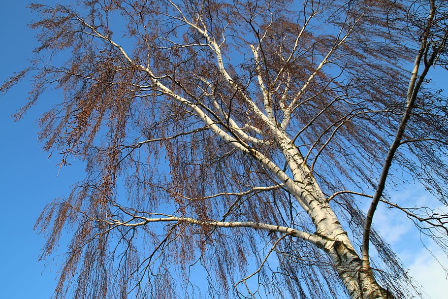 Wood, Blue, Sky, low angle view, tree, bare tree, branch, plant HD wallpaper