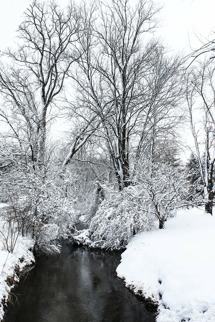 body of water beside snowfield, snowcovered, baretrees, near HD wallpaper