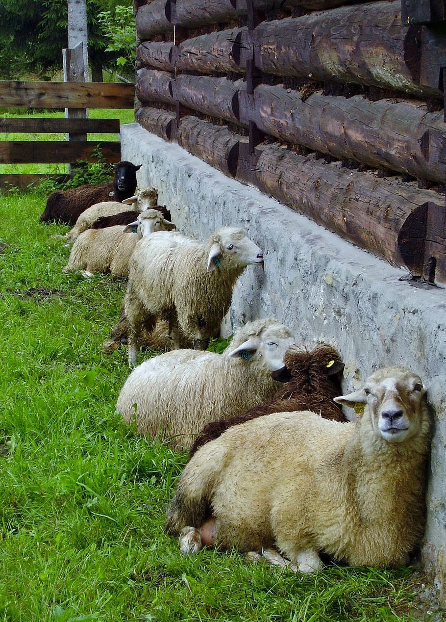 sheep, wave, pet, fur, grass, mammal, group of animals, livestock HD wallpaper