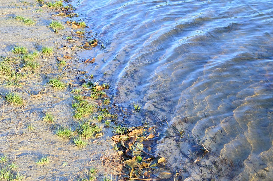water, beach, sand, wave, plant, stones, sand beach, tranquility HD wallpaper