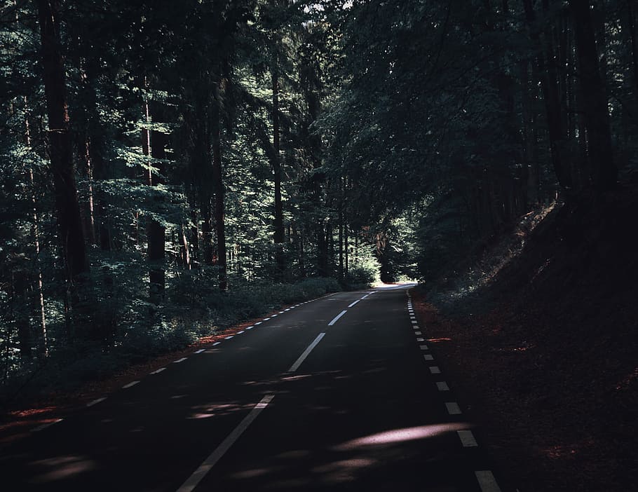 gray asphalt road under green leaf trees at daytime, asphalt road surrounded by trees