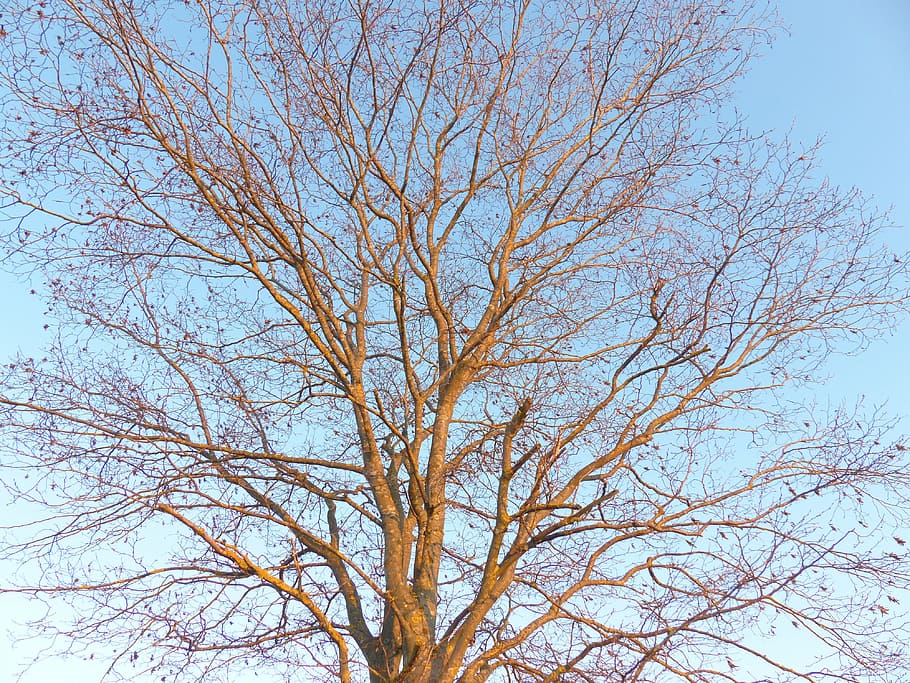 tree, nature, sky, aesthetic, crown, branch, season, outdoors HD wallpaper