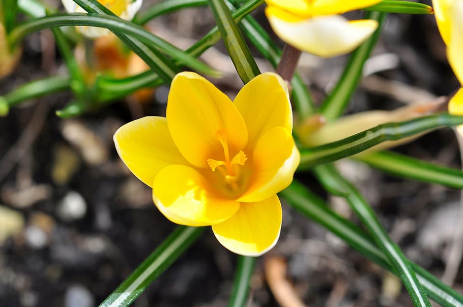 crocus, flower, blossom, bloom, plant, spring, colorful, spring flower HD wallpaper