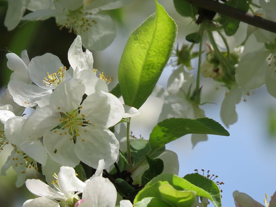 apple blossom, apple tree, white, plant, growth, flower, flowering plant HD wallpaper