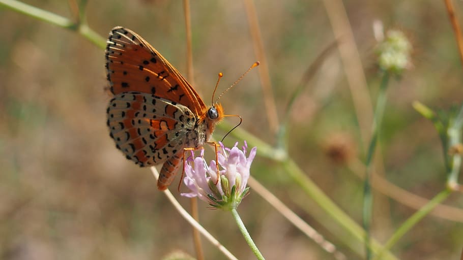 butterfly, macro, nature, provence, insect, animal wildlife HD wallpaper