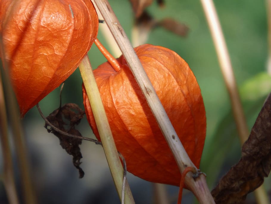 Lantern, Flower, Nature, Orange, lantern flower, orange color HD wallpaper