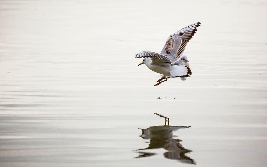 Seagull, Danube, Bird, Reflection, Water, river, nature, wildlife HD wallpaper