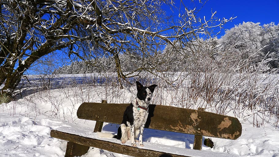 winter, snow, dog, tree, cold temperature, plant, nature, branch HD wallpaper