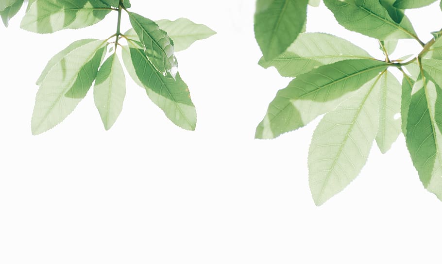 green, light, nature, tree, summer, bright, leaves, grass, blue HD wallpaper