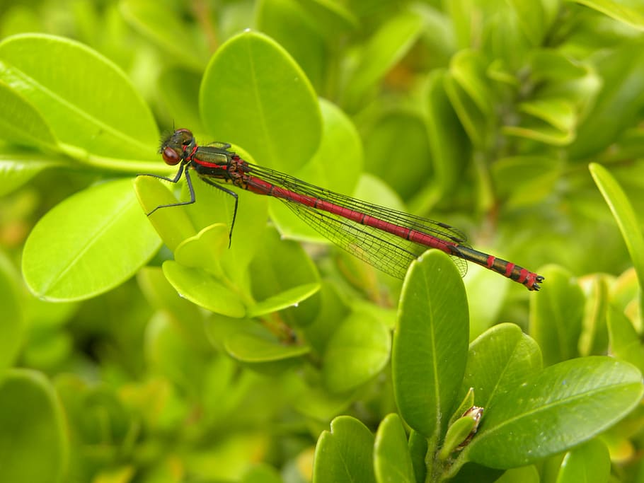 dragonfly, vuurjuffer, bug, insect, invertebrate, plant part HD wallpaper