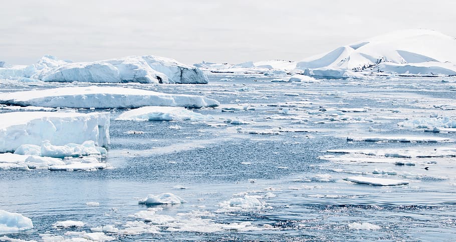 photo of iceberg, antarctica, caps, mountains, penguin, ice bergs HD wallpaper