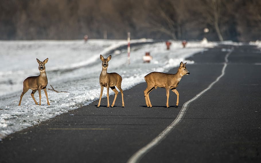 three deer on road at daytime, path, doe, animal, bob cat, nature HD wallpaper