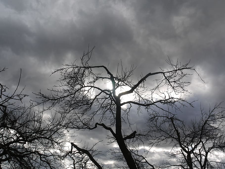 tree, forward, winter, clouds, sky, dark clouds, dramatic, weather HD wallpaper
