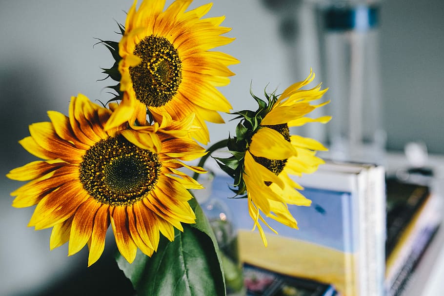 Indoor Sunflower Plants