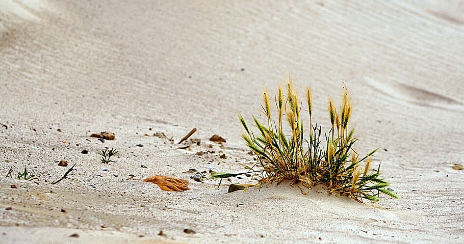 grass on sand, beach, morocco, baltic sea, nature, no people HD wallpaper