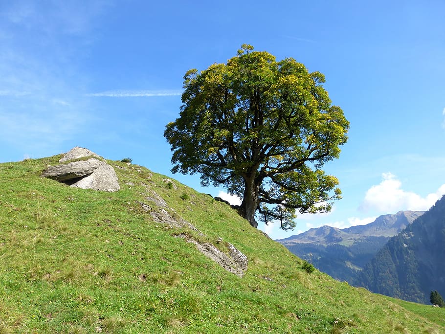 green tree, hiking, nature, landscape, mountains, meadow, late summer HD wallpaper
