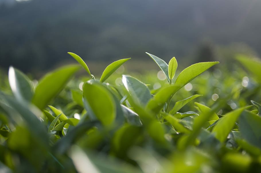 selective focus photography of green leaf, Tea, Chaya, Backlighting HD wallpaper