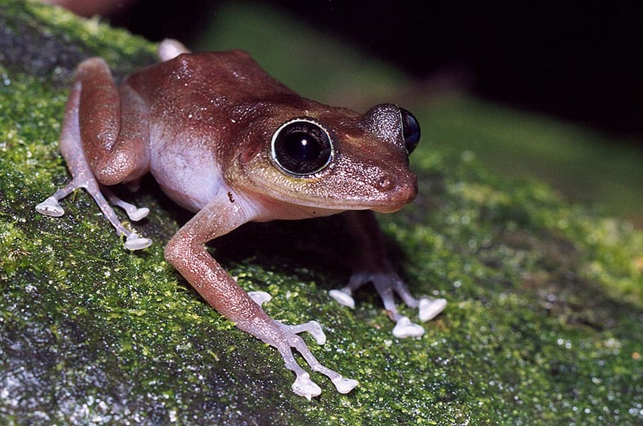 guajon, frog, tree, branch, limb, close-up, macro, wildlife HD wallpaper