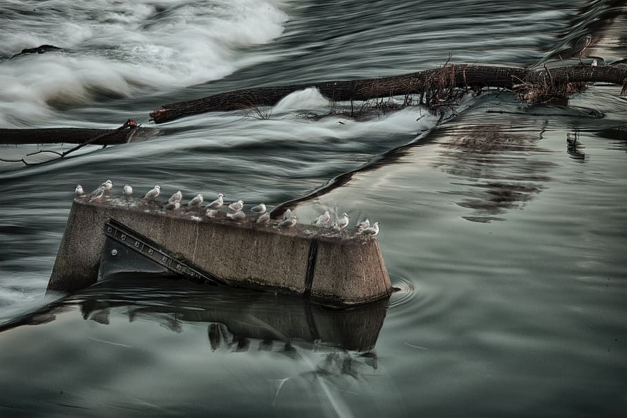 river, birds, waterfall, wood - material, no people, reflection HD wallpaper