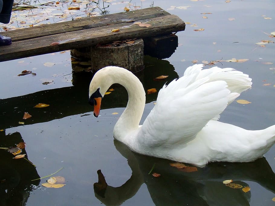 swan, birds, lovely, water, nature, swans, elegant, reflection HD wallpaper