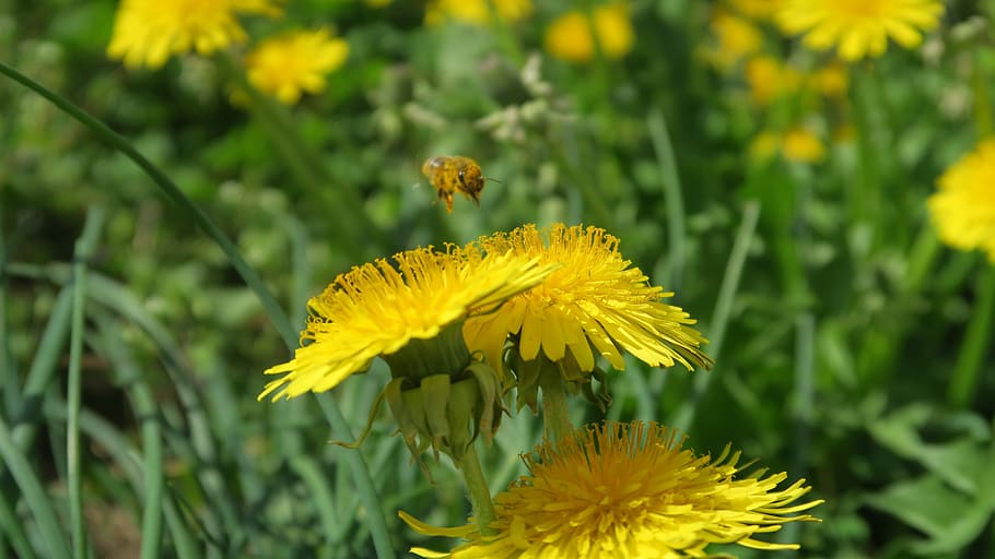 bee, spring, dandelions, flower, flowering plant, fragility HD wallpaper