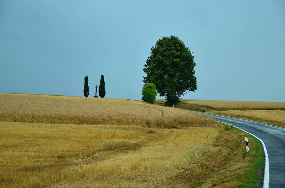 Landscape, Cereal, Fields, Road, cereal fields, cornfield, summer HD wallpaper