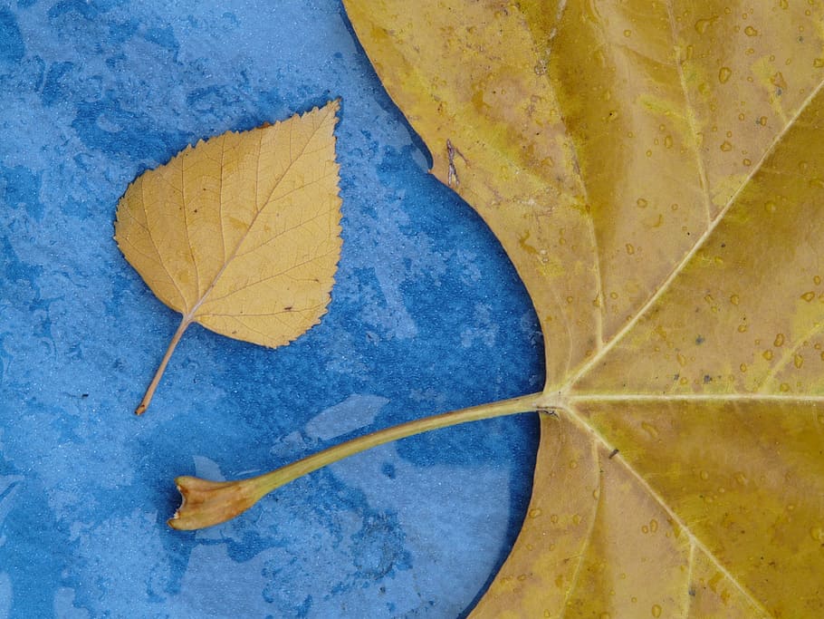 leaves, size comparison, style, leaf veins, autumn, fall foliage HD wallpaper