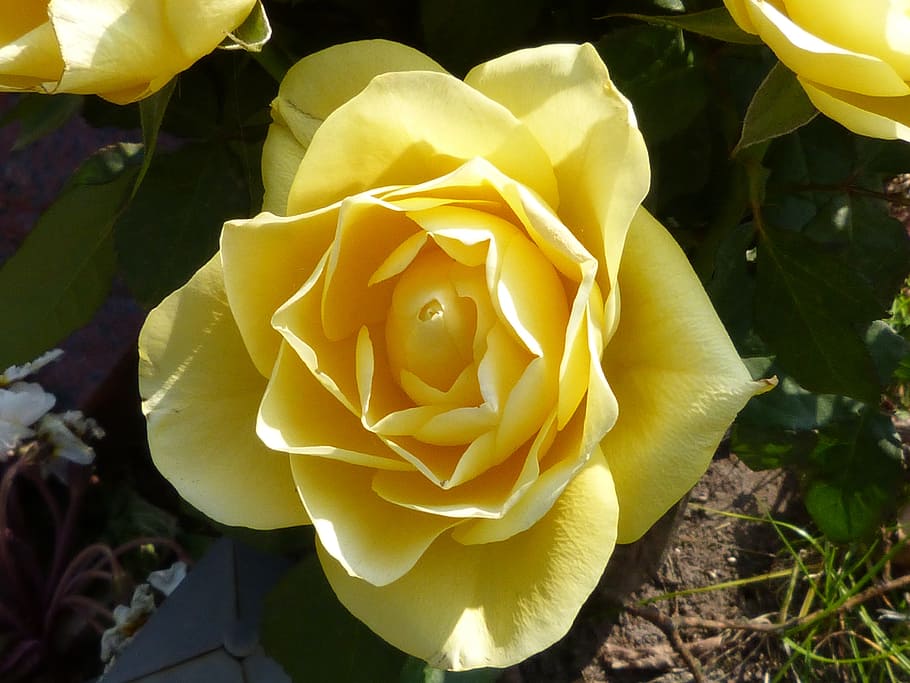 rose, macro, close, blossom, bloom, nature, flower, plant, petals HD wallpaper