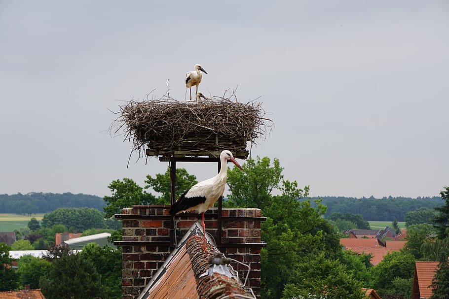 Stork, Young, Storks, Plumage, young storks, bird, animal Nest HD wallpaper